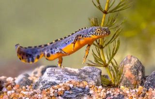 Le triton alpestre est un animal amphibien. — Rudmer Zwerver / Shutterstock